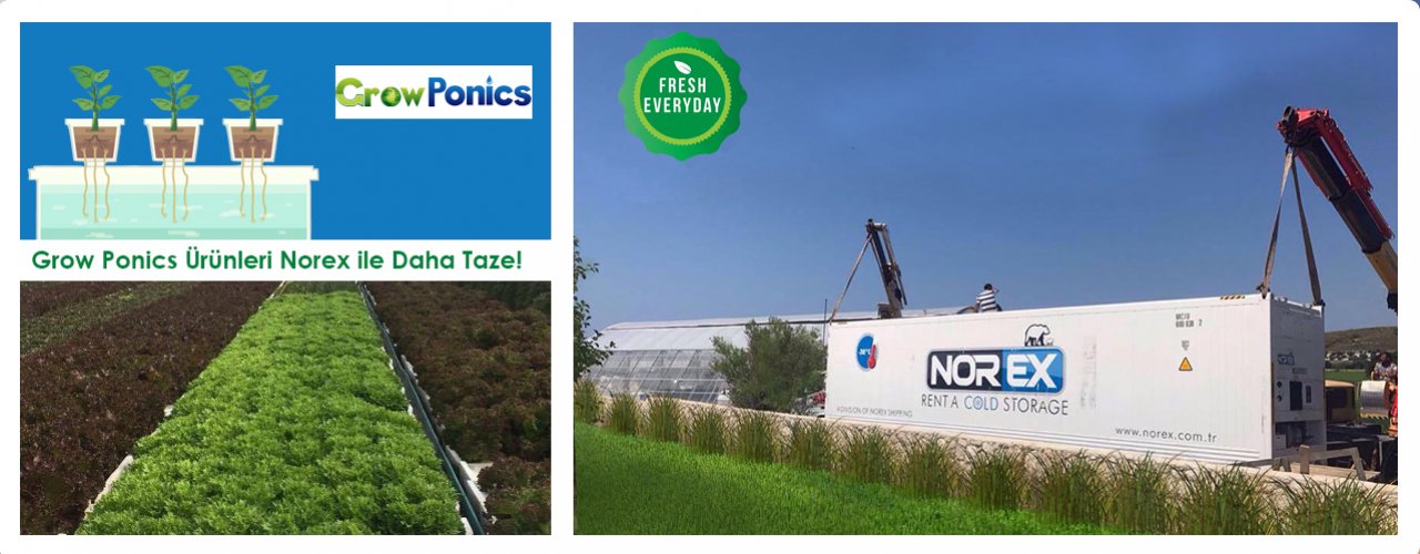 Grow Ponics Topraksız Tarım Teknolojisi ile Üretilen Ürünler  Norex ile Daha Taze 